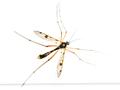 Ptychoptera contaminata